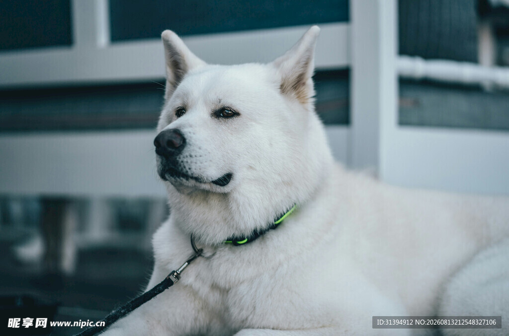 白色秋田犬安静休憩
