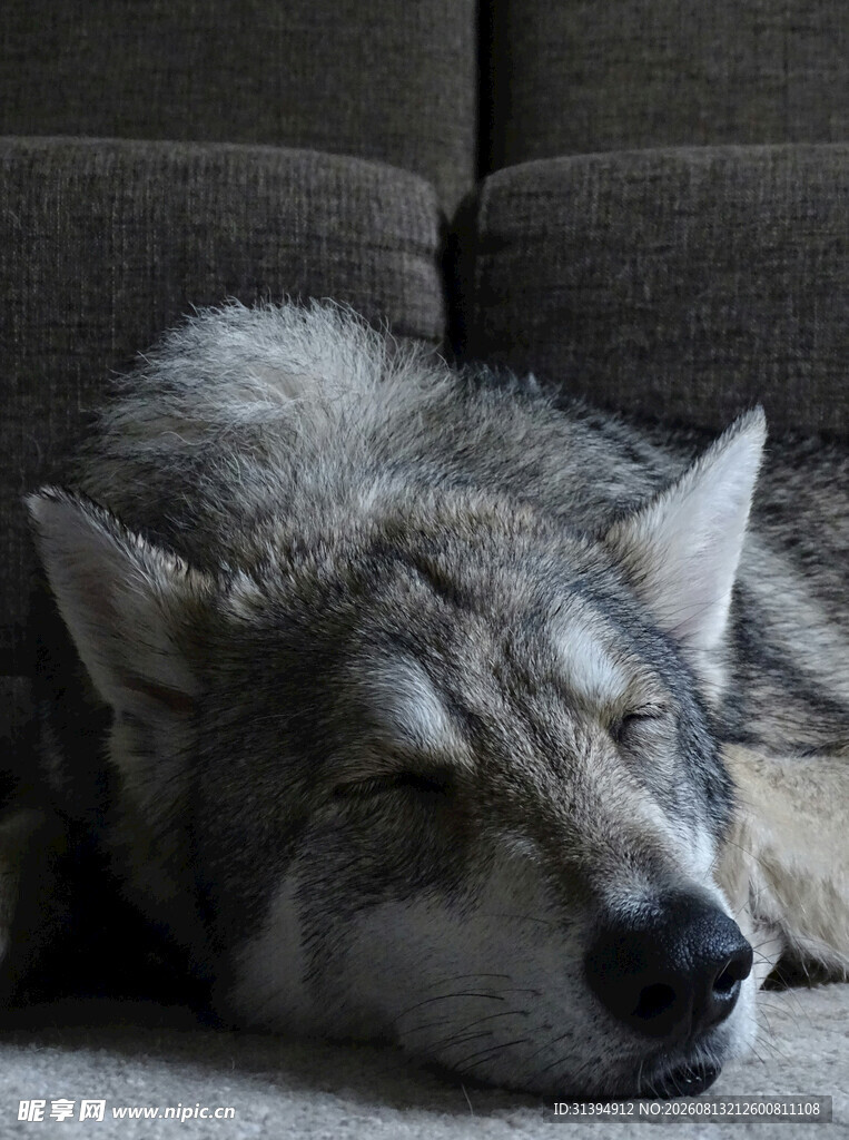熟睡的狼犬