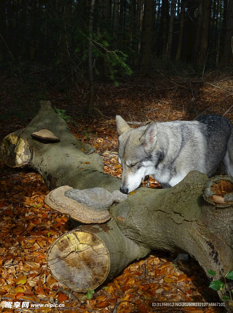 森林中嗅闻树干的灰毛犬