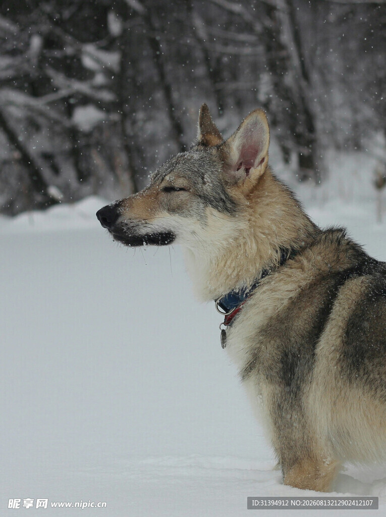 雪地中的帅气狼狗