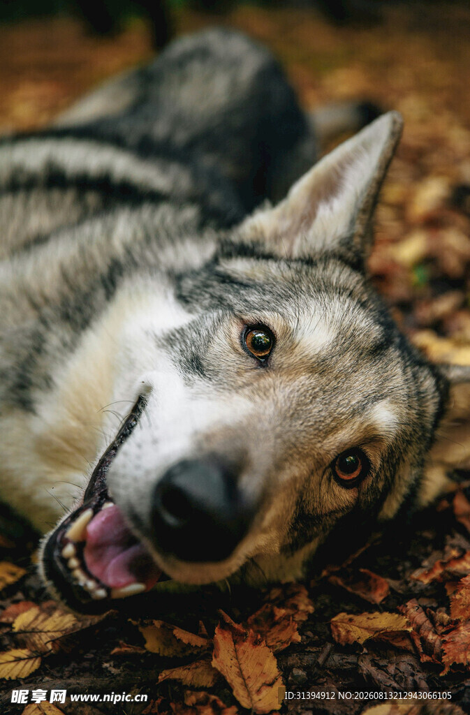趴卧落叶中的帅气狼犬
