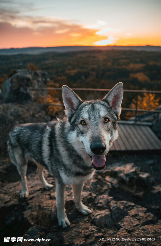 夕阳下的帅气狼犬