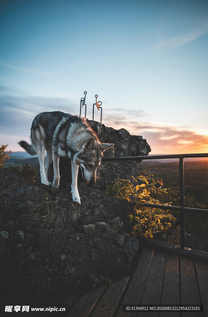 夕阳下人与大狗温馨场景