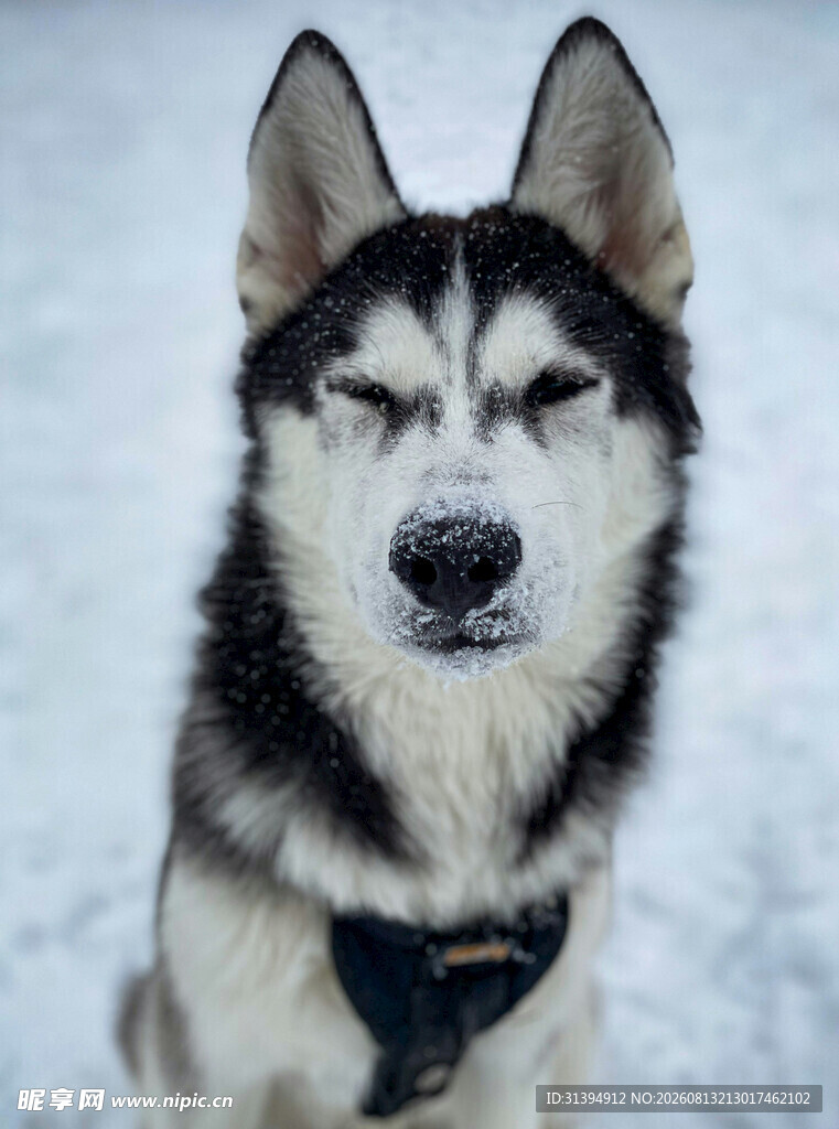 雪地中闭眼的帅气哈士奇