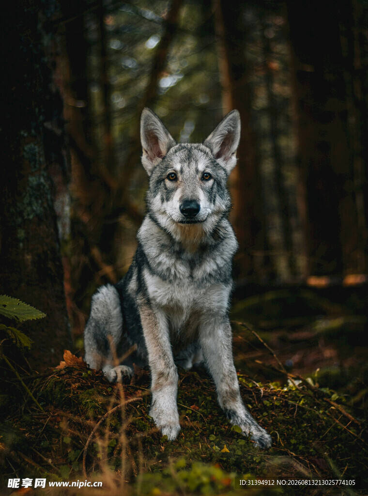 森林中的帅气灰狼犬