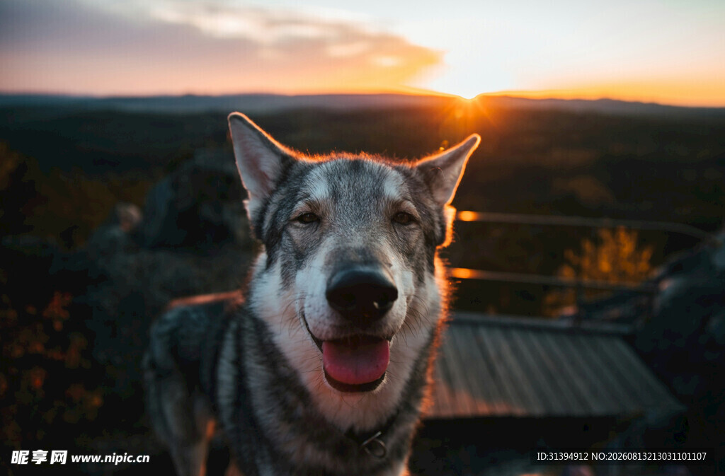 夕阳下咧嘴笑的帅气狼犬