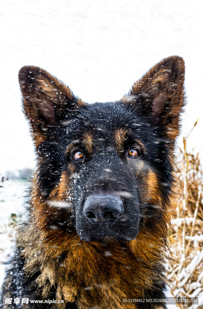 雪地中的德国牧羊犬