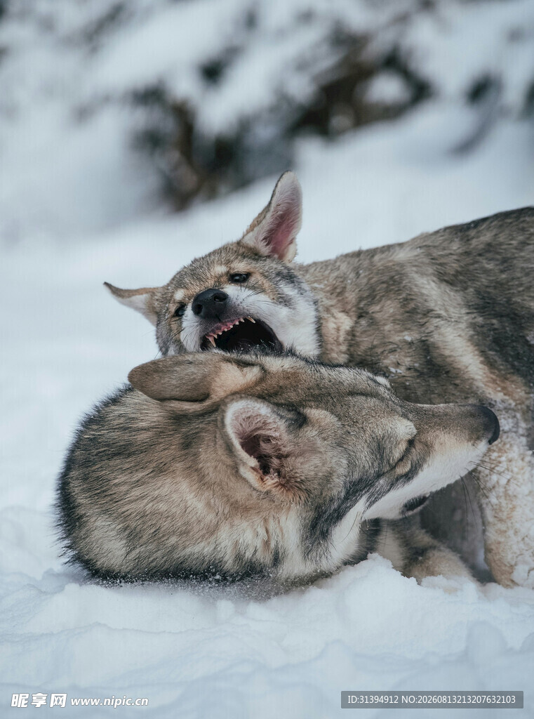 雪地中嬉戏的两只狼