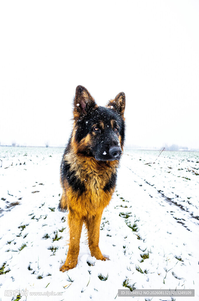 雪地中的德国牧羊犬