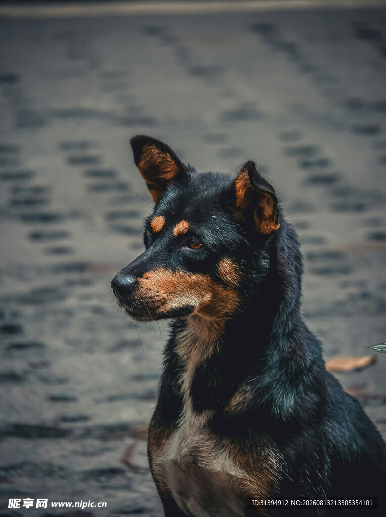 帅气黑棕犬街头侧头而立