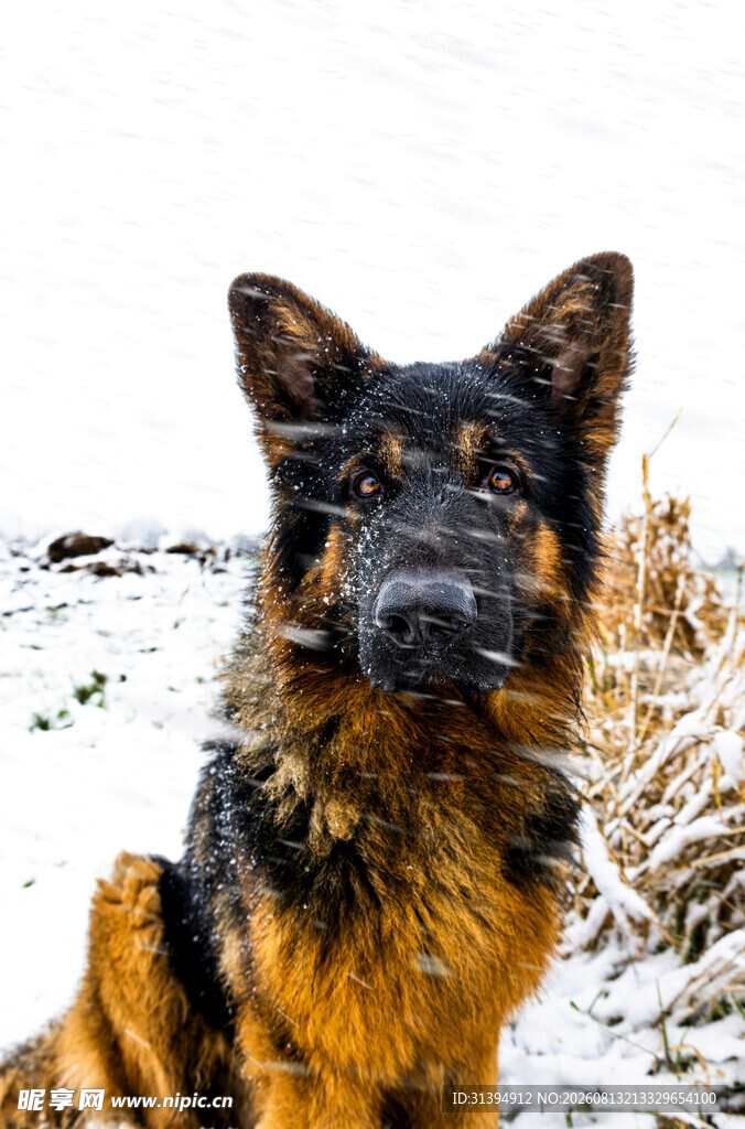 雪地中的德国牧羊犬