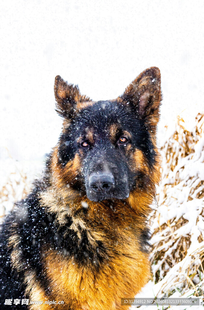 德国牧羊犬雪地帅气模样