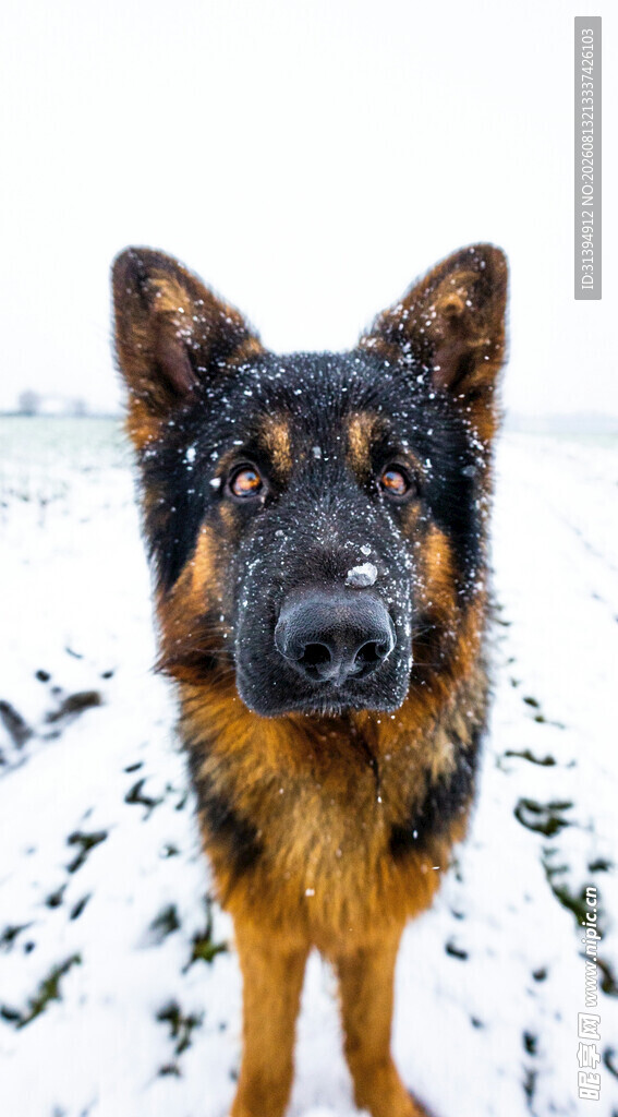雪地中的德国牧羊犬