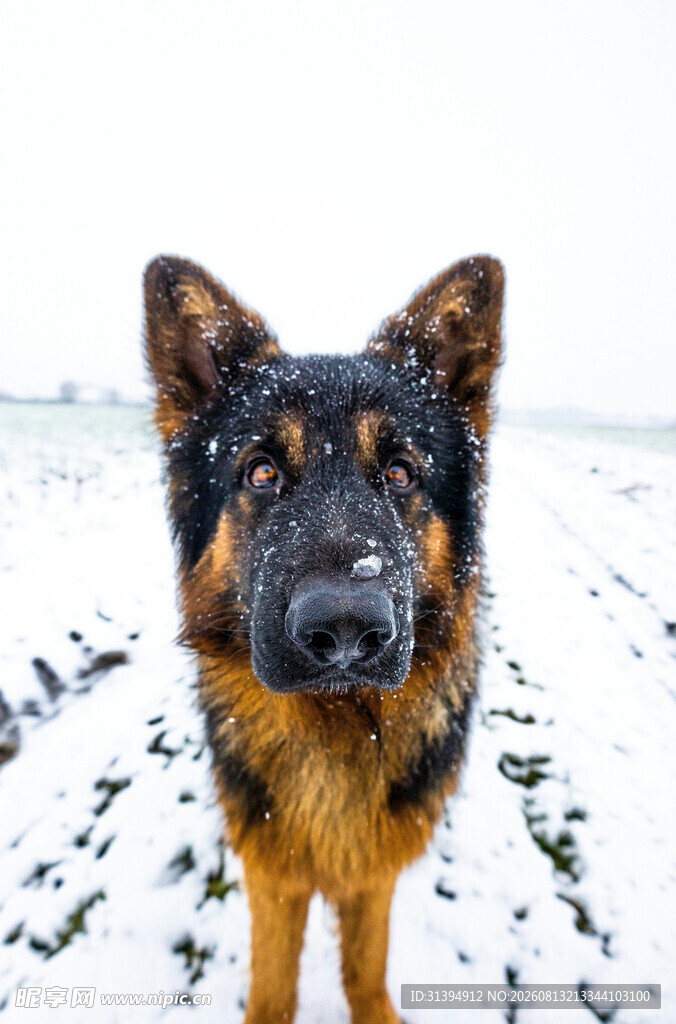 雪地中的德国牧羊犬