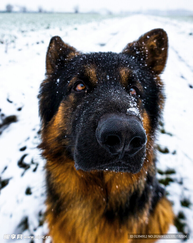 雪地中的德国牧羊犬