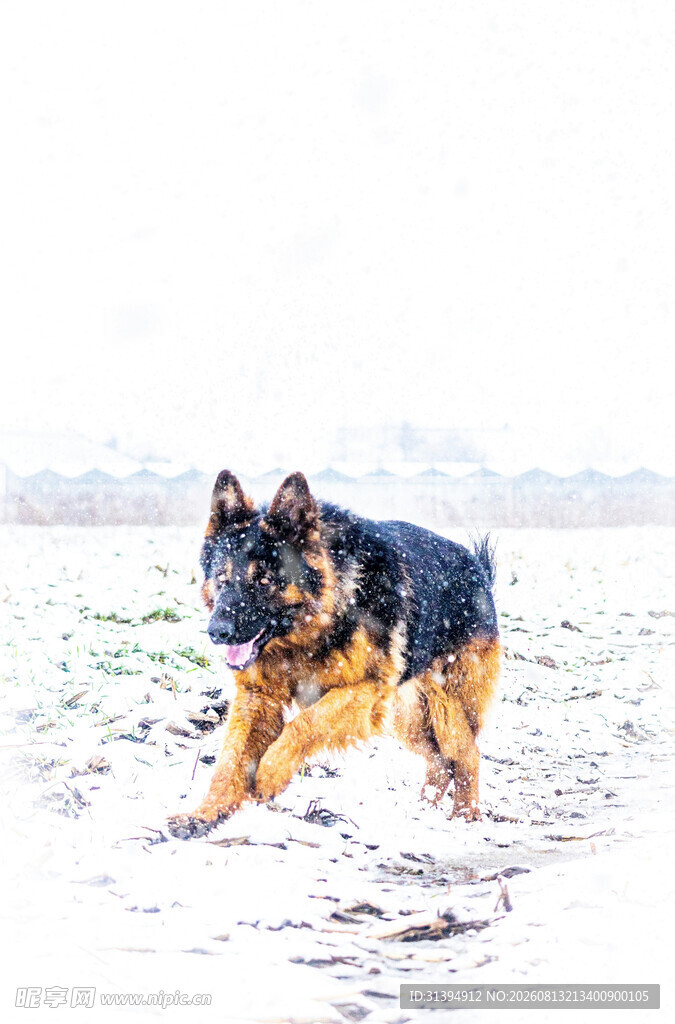 雪地中奔跑的德国牧羊犬