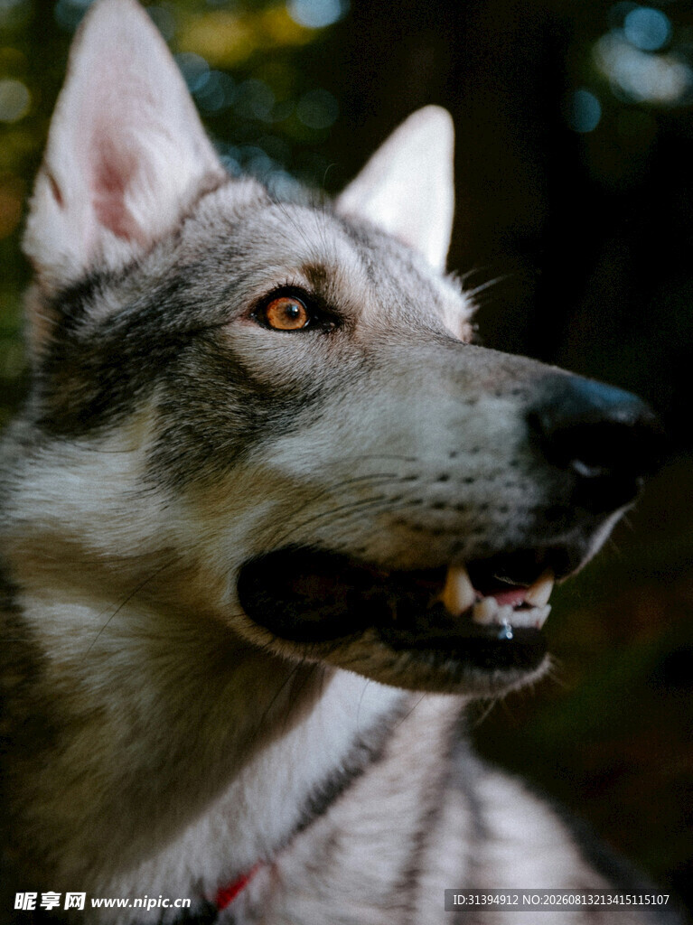 灰毛犬的特写瞬间