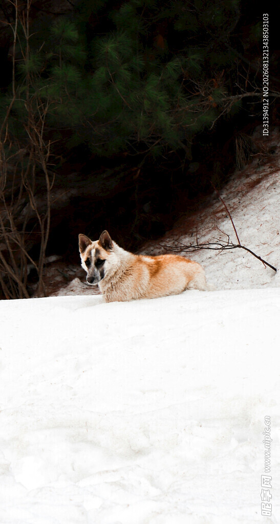 雪地中的休憩小狗