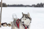 雪地中的哈士奇雪橇犬