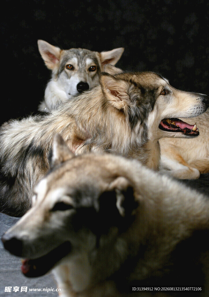 群犬聚集