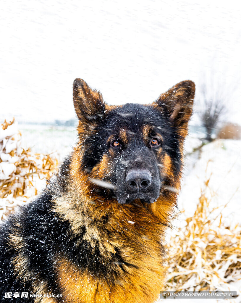 雪地中的德国牧羊犬
