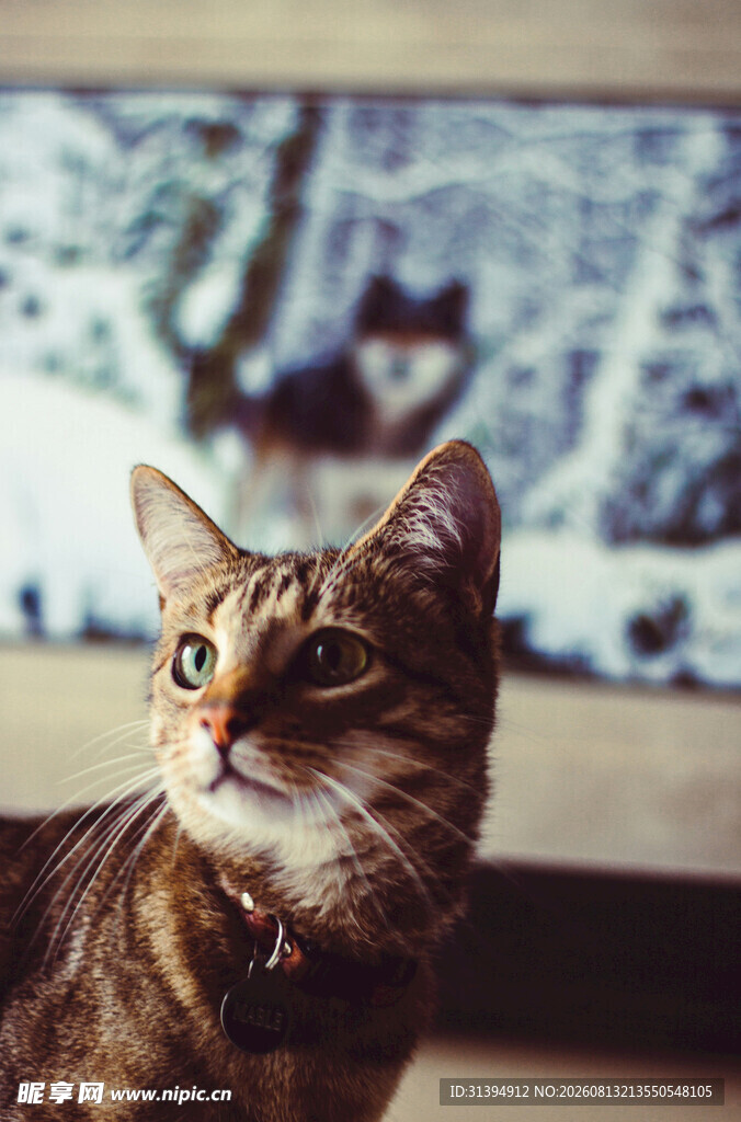 窗边可爱猫咪抬头凝望