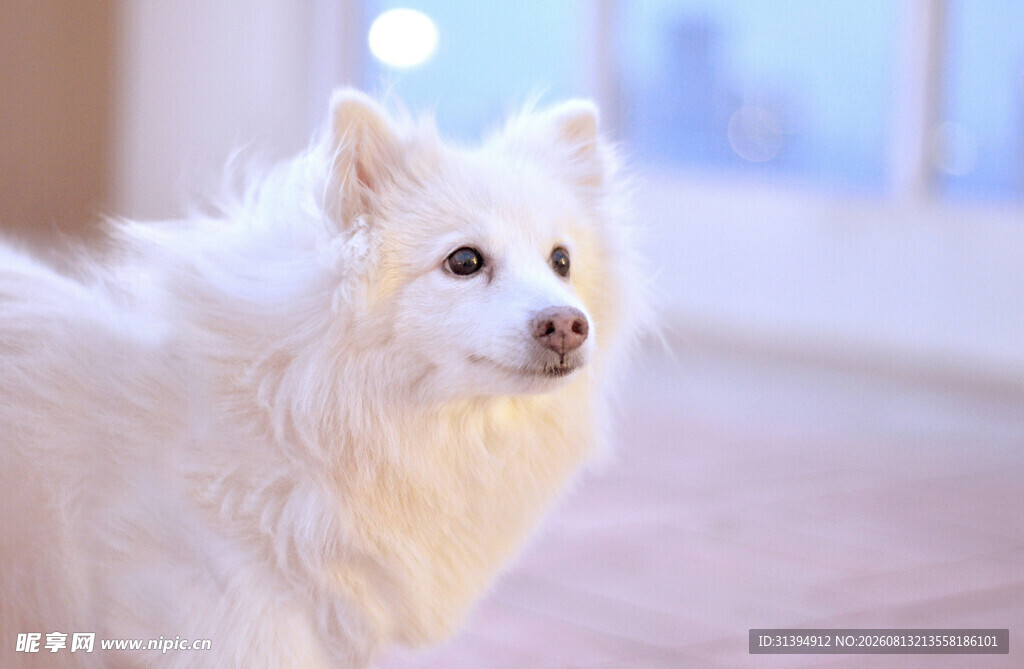 可爱白毛犬室内温顺模样