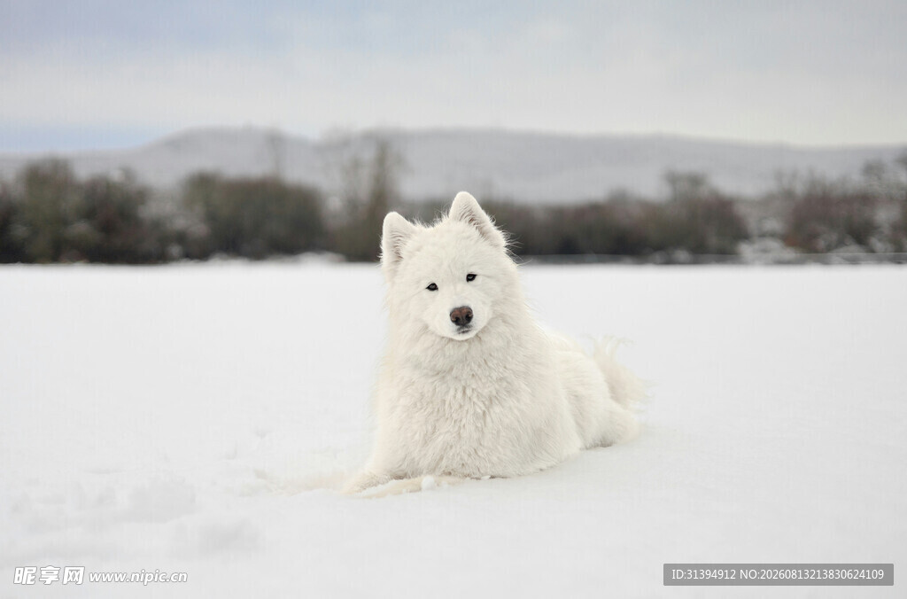 雪地中的白色萨摩耶犬