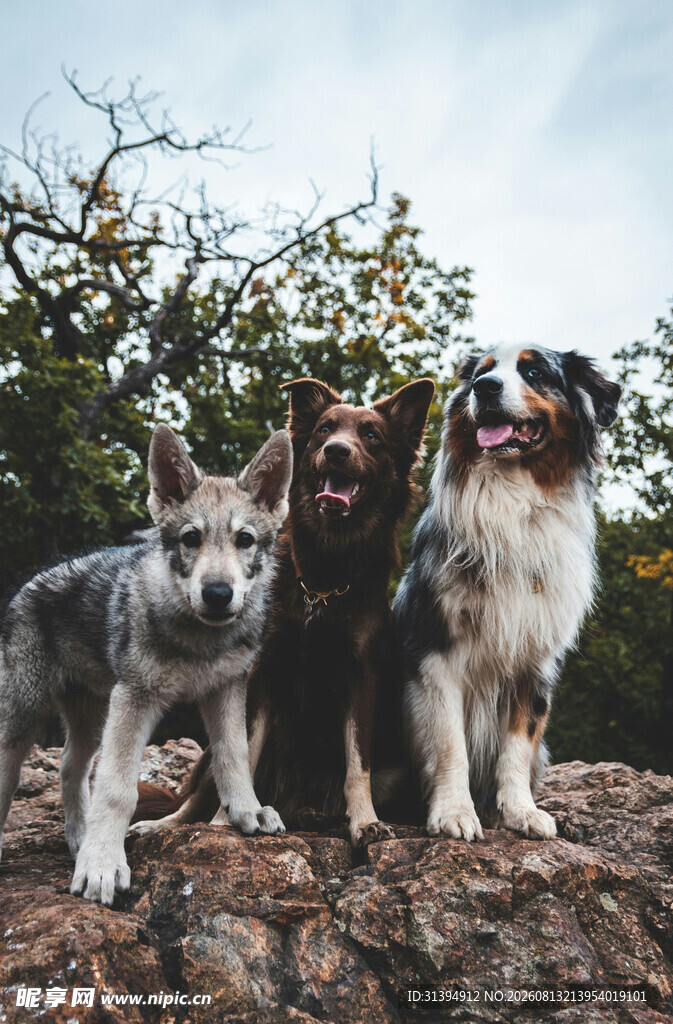 三只萌犬立于岩石之上
