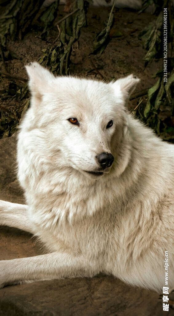 趴卧的白毛犬
