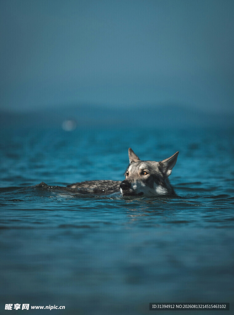 水中嬉戏的萌犬