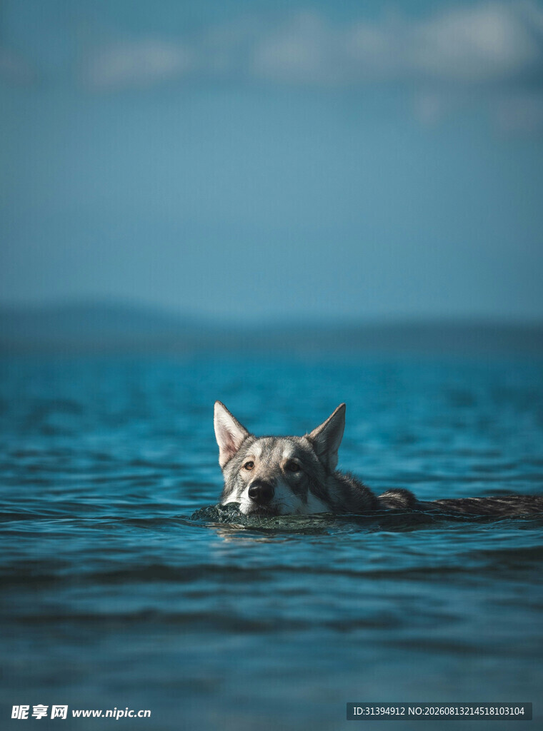 水中畅游的狗
