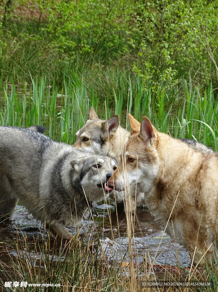 群犬在水边互动场景