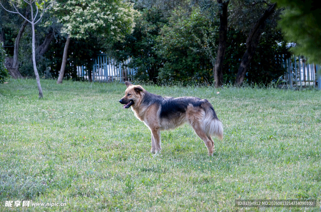 草地上的德国牧羊犬