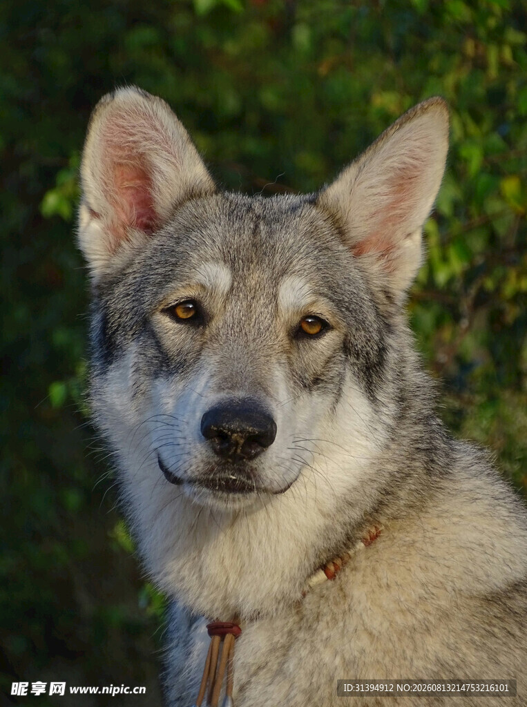 可爱灰毛犬特写