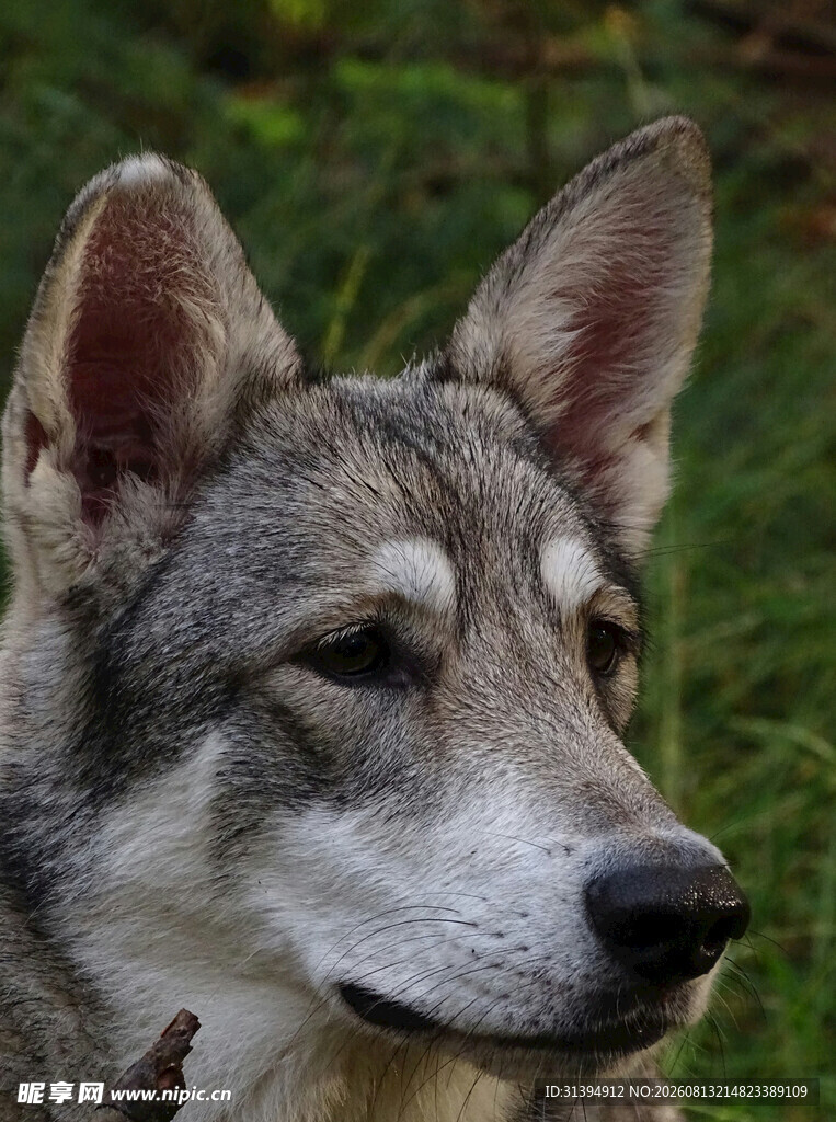 灰毛犬特写