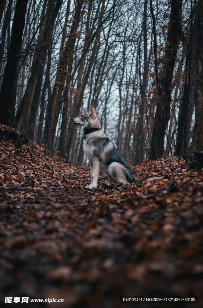 林间萌犬坐于落叶之中
