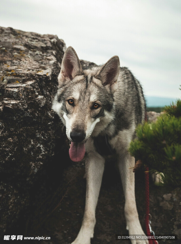 岩石旁吐舌的帅气狼犬