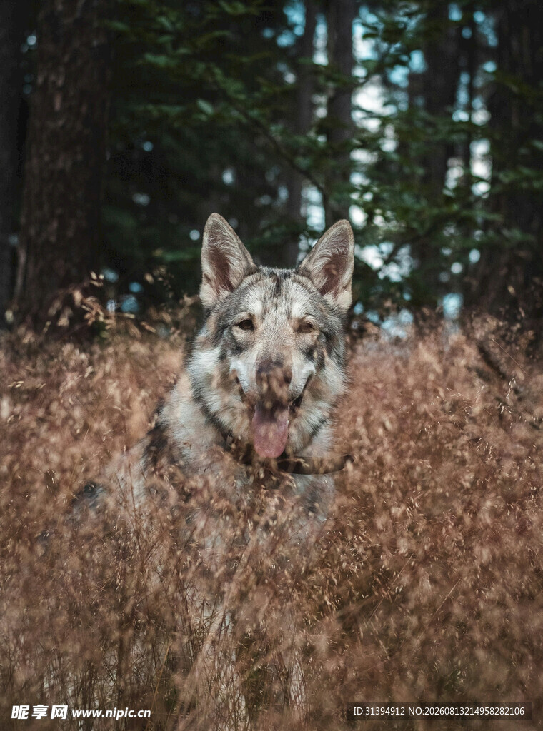 田野中的可爱牧羊犬