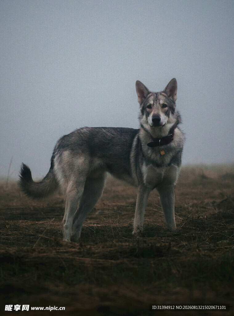 站立的灰黑色牧羊犬