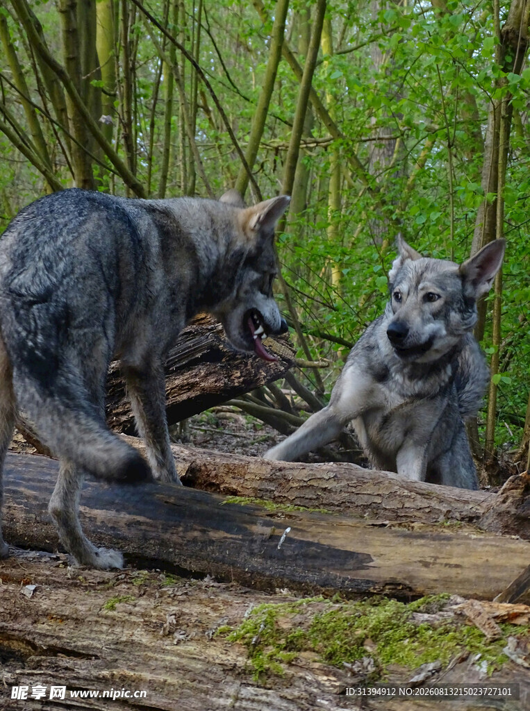 林中两犬对峙场景