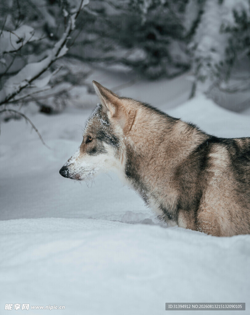 雪地中的狼