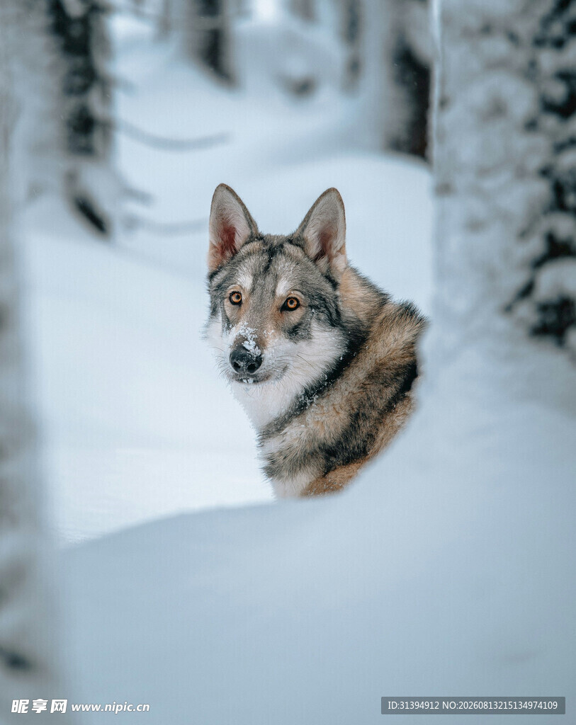 雪地中的警觉犬