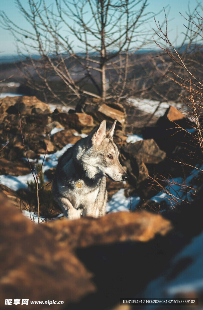 雪地中休憩的狼