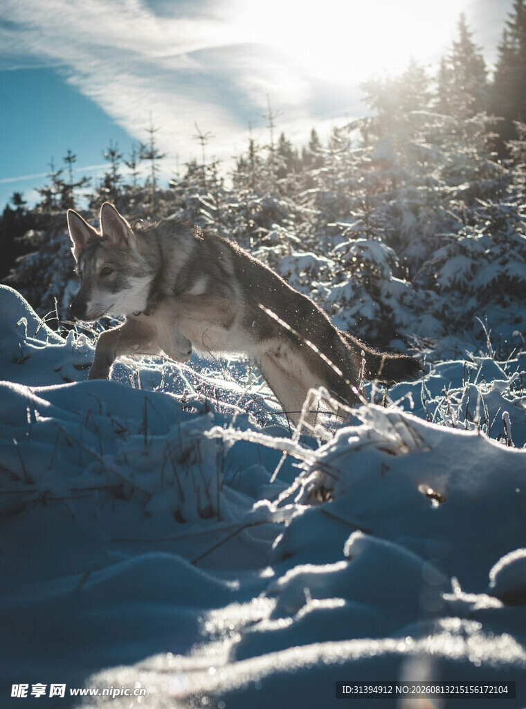 雪地中奔跑的健壮灰狼