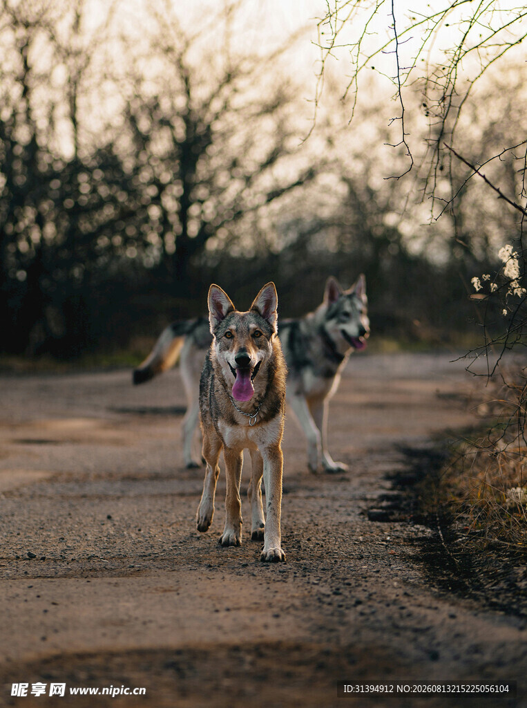 三只狼犬在道路上奔跑