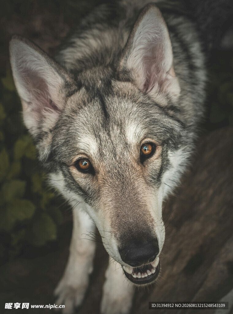 凝视的狼犬
