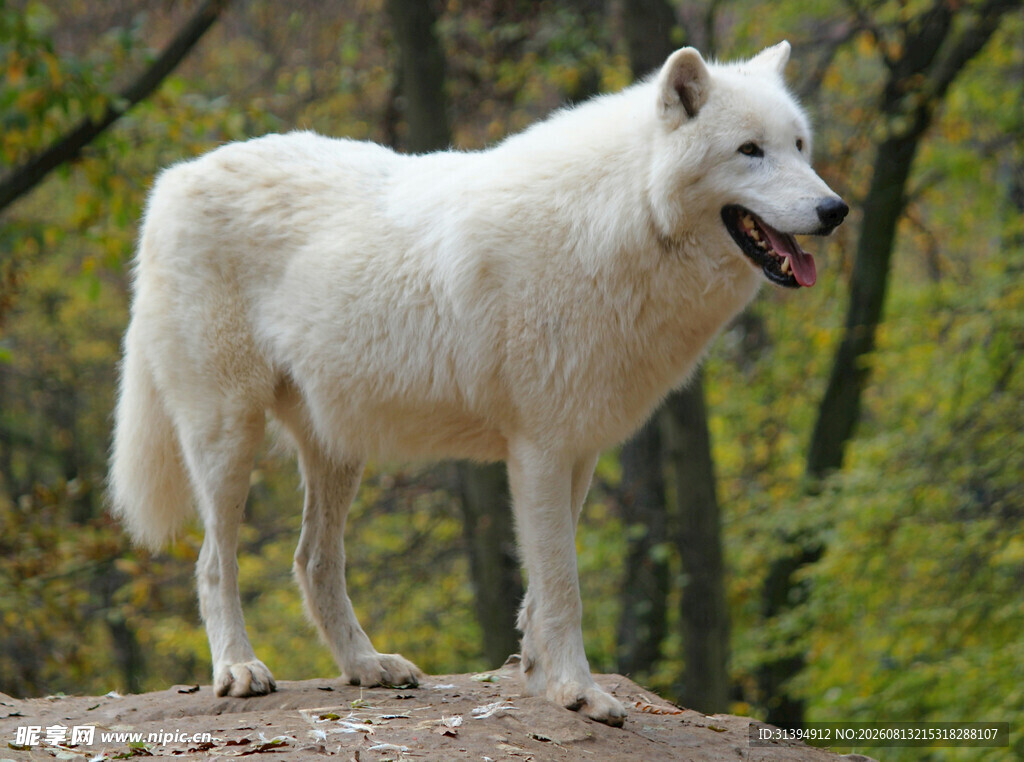 雪地狼犬立于林间巨石