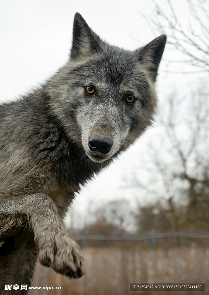 灰狼攀栏凝视