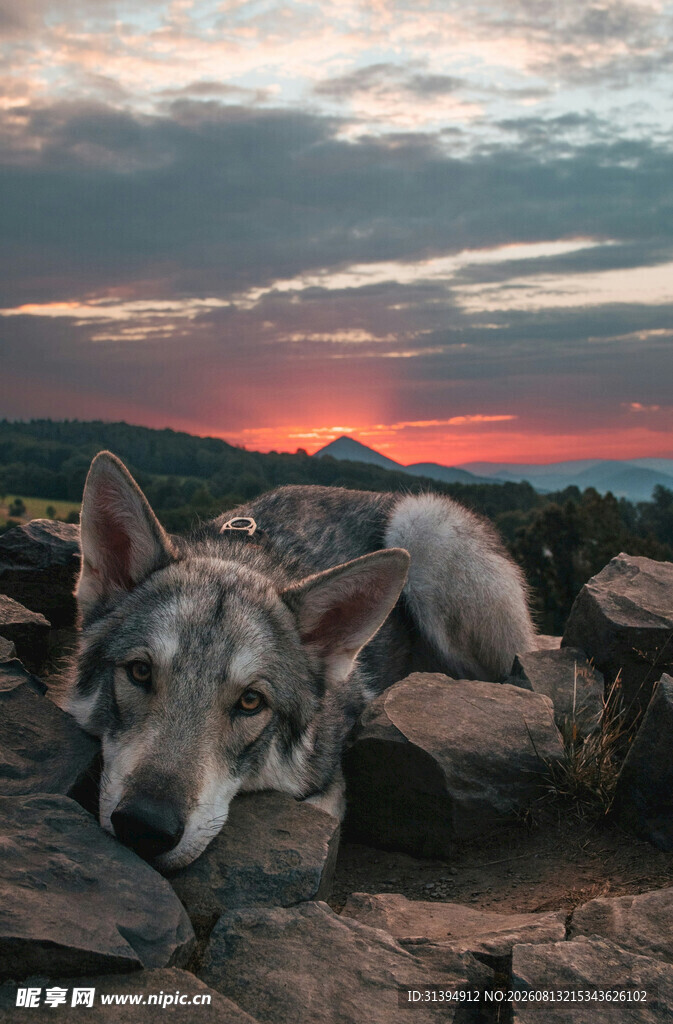 夕阳下休憩的帅气狼犬